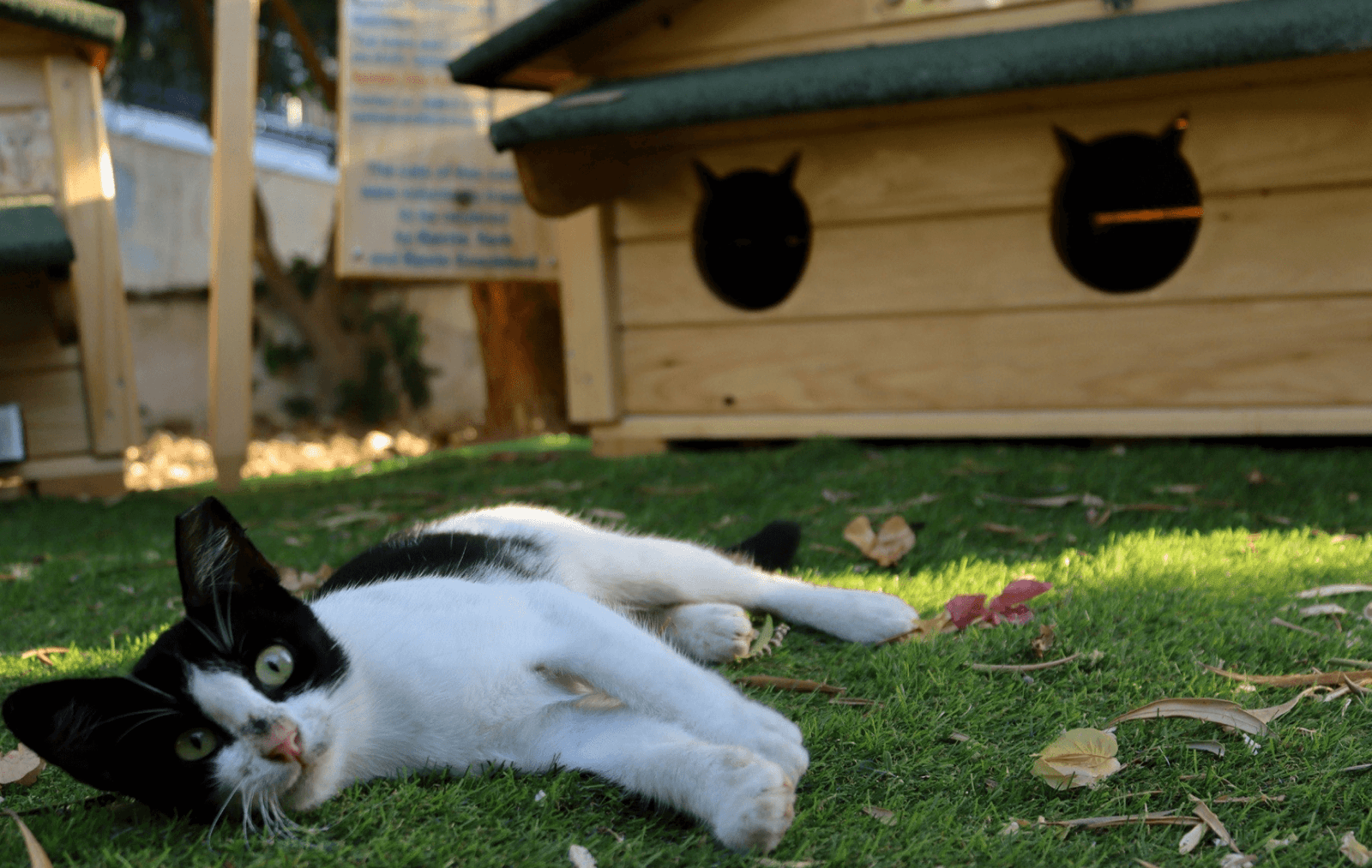 cat Photo 3