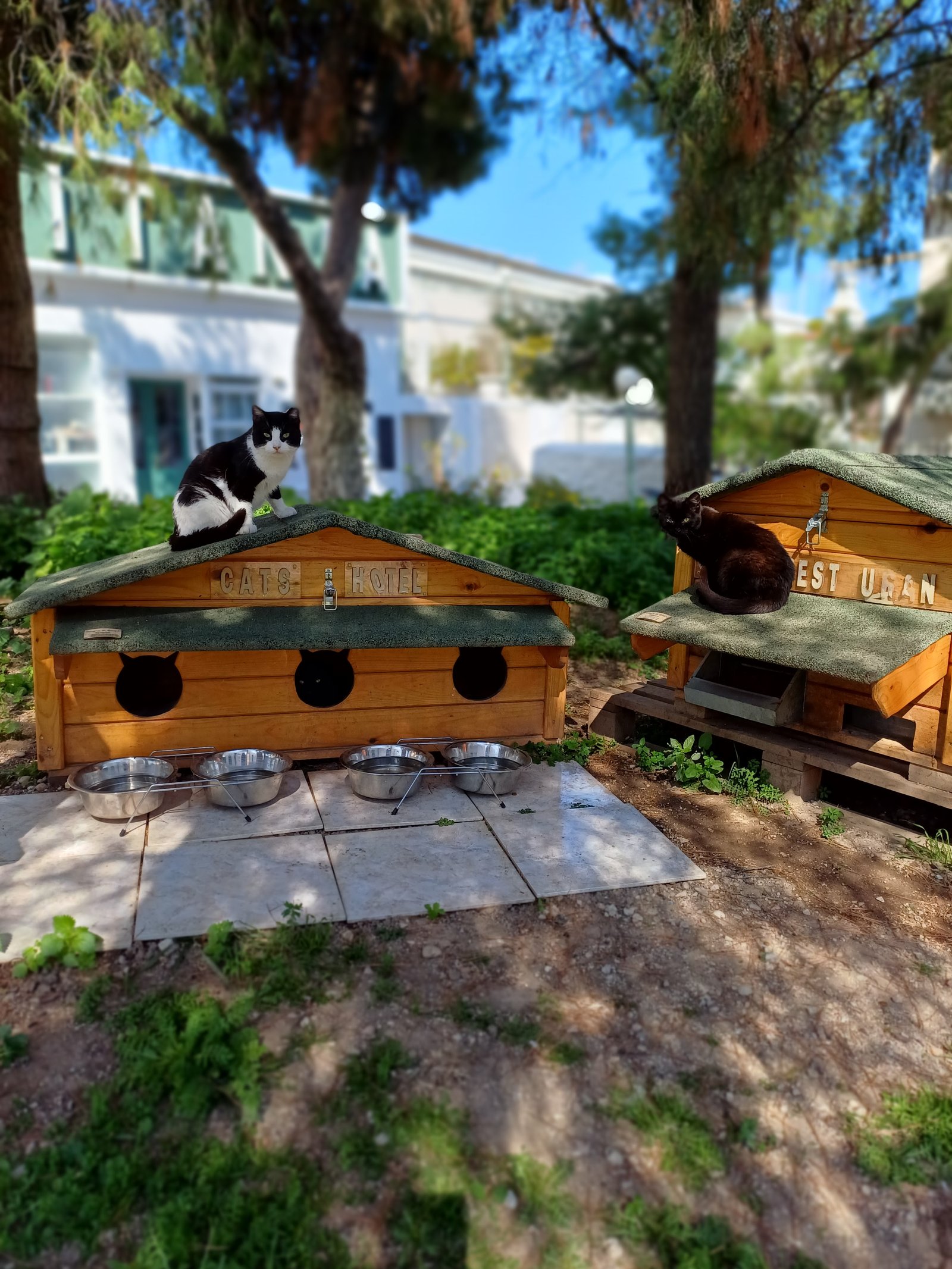 Cat's Hotel