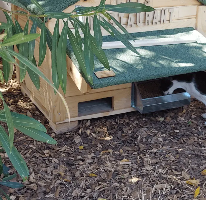 cat in hotel scfa image second